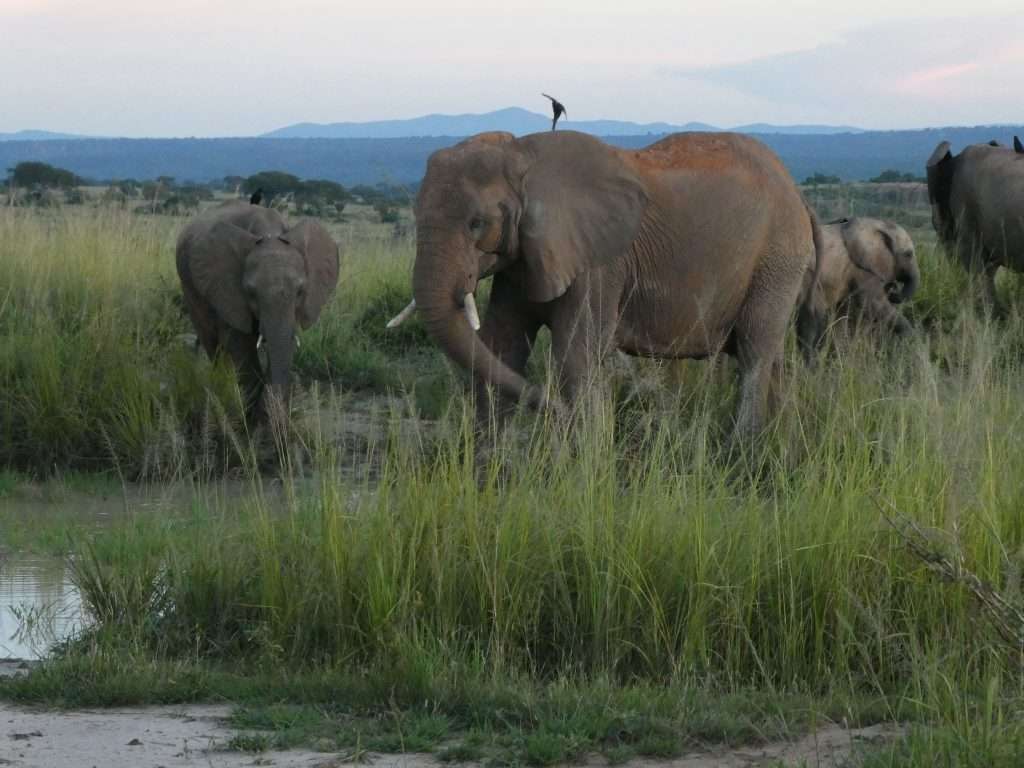 Uganda Travel Guide: Everything You Need to Know Before Visiting